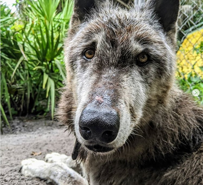 Wolfshund wurde als Baby in einem Tierheim ausgesetzt und knurrte jeden an, bis er einen besten menschlichen Freund fand